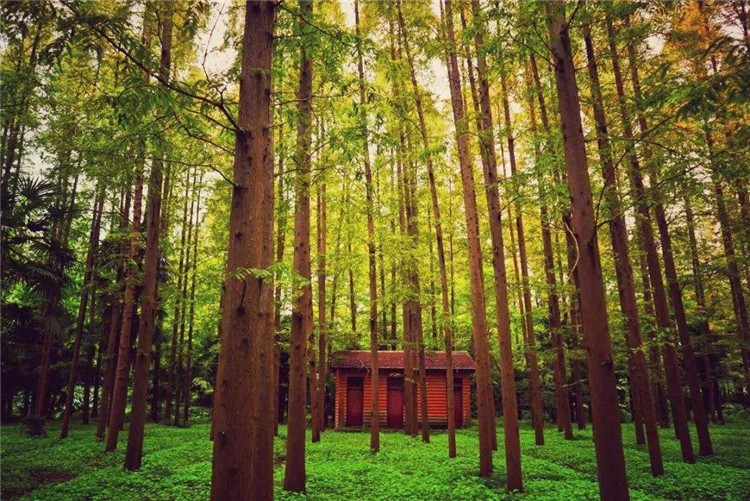 [上海崇明島森林公園]-野外徒步一日?qǐng)F(tuán)建